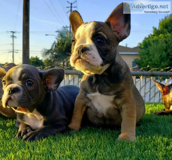 Puppy French bulldog