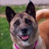 Akita adoption wanted
