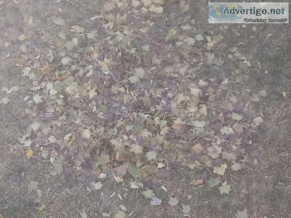 LEAF REMOVAL