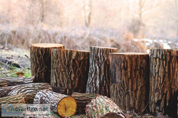 Richmond Hill Tree Removal Services 
