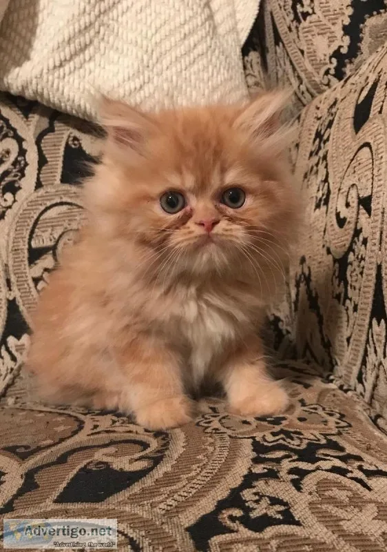 Persian Kitty for Sale