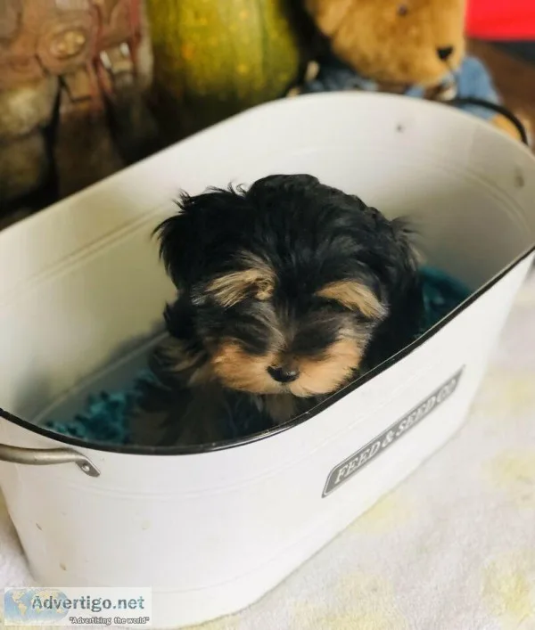 Amazing little Yorkie boys