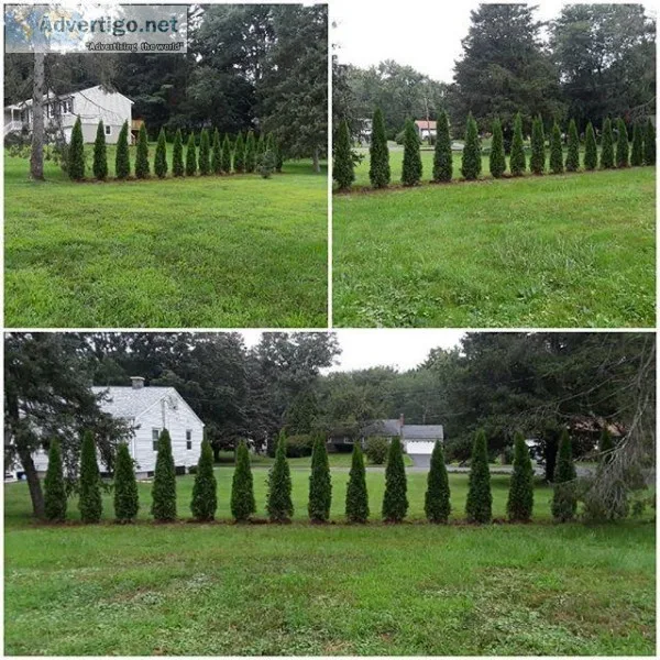 Arborvitae trees for instant privacy hedges