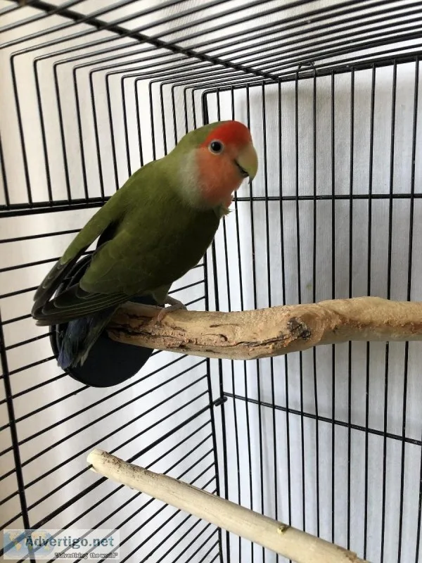 Lovebirds