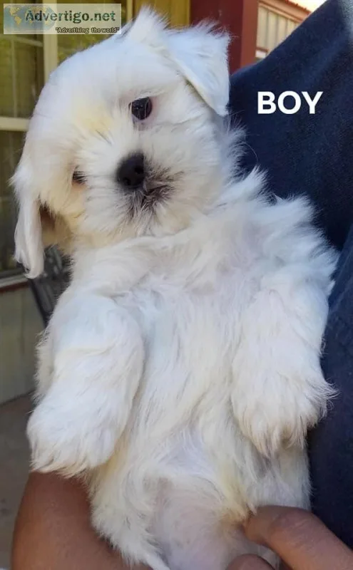 Shih Tzu Puppies