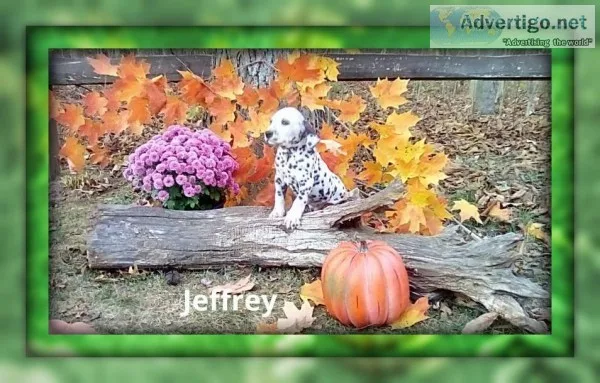 Jeffrey Male ACA Dalmatian
