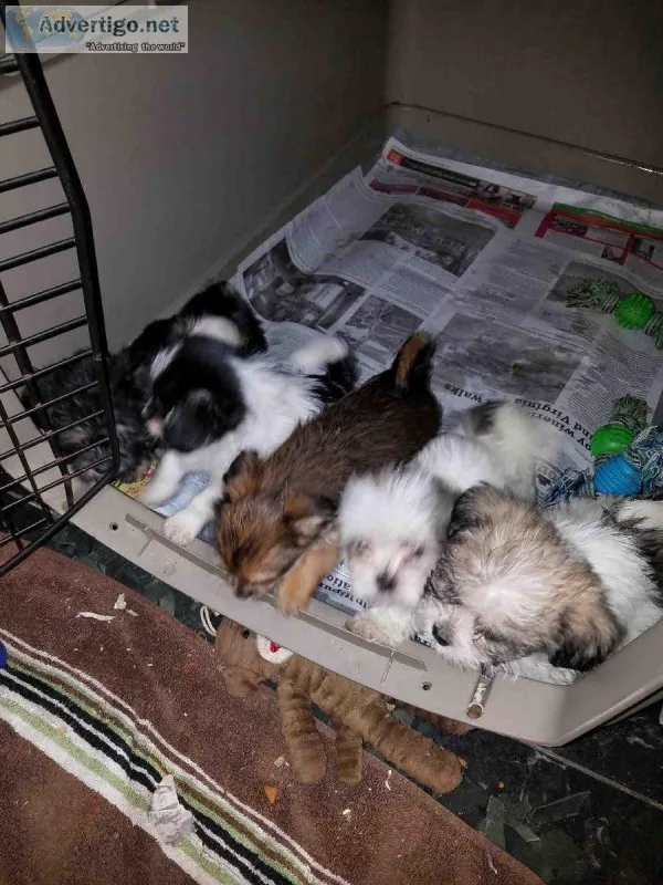 Puppies for sale