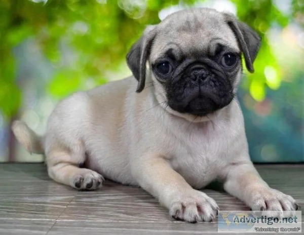 Gorgeous Pug puppies