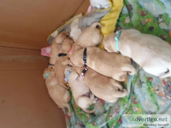 Labrador pup