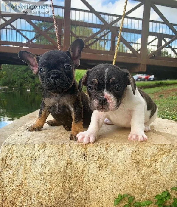 Chocolate And Tan French Bulldog Puppies