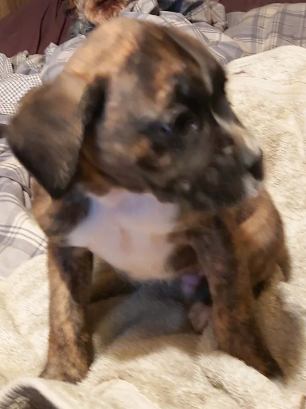 BoxerMastiff pups