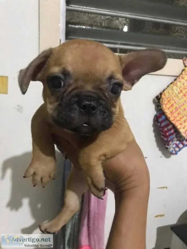 FrenchBulldogs