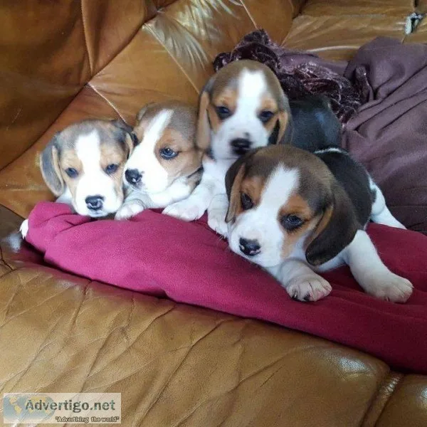 Kc Registered  Beagle puppies for sale.