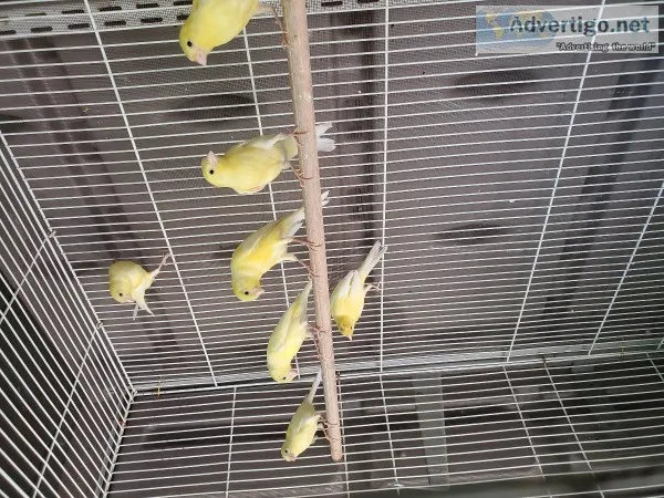 Russian Canaries (3 Months Old)