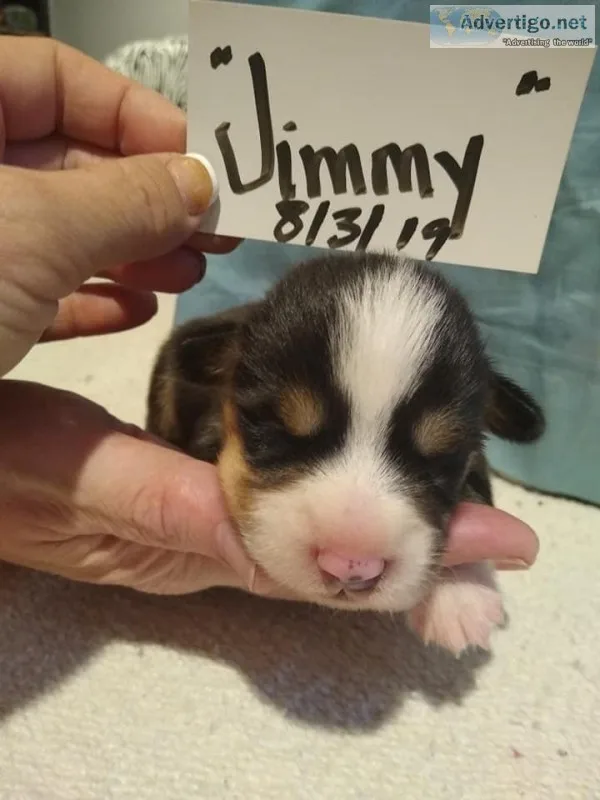 AKC Reg Pembroke Welsh Corgi
