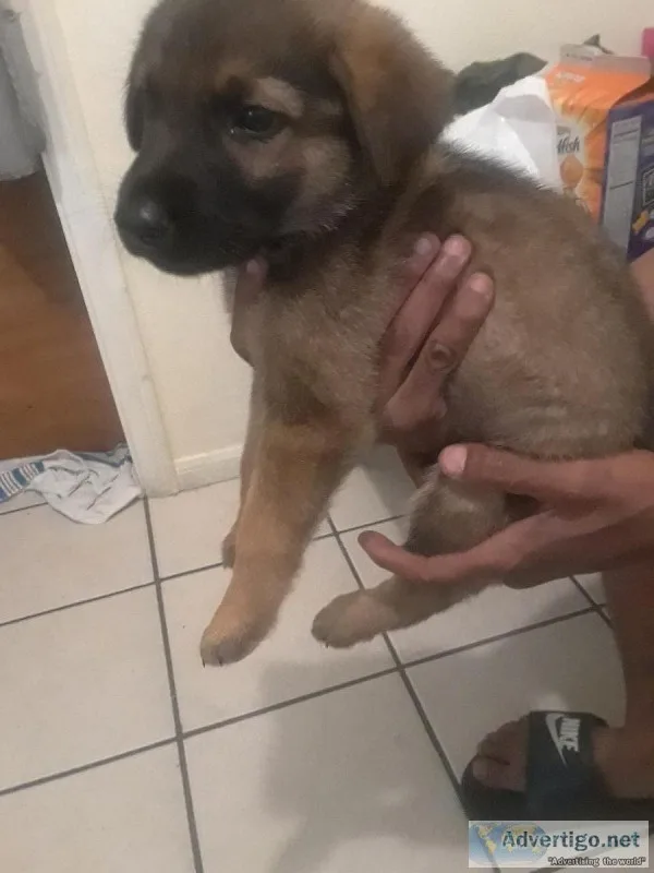 German Shepherd puppy