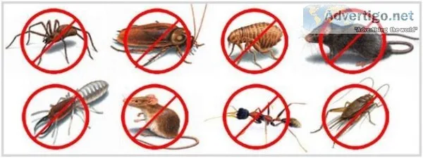 Pest Control Service starting