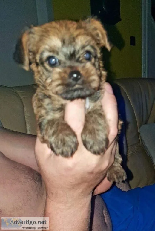 YORKIE PUPPY TO GOOD HOME