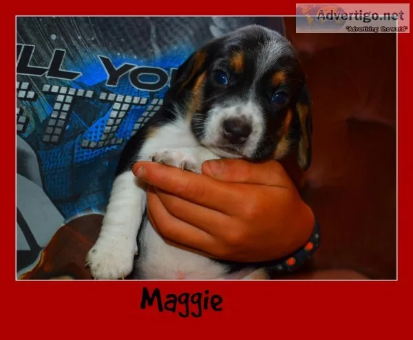 AKC Beagles