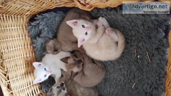 Tonkinese kittens