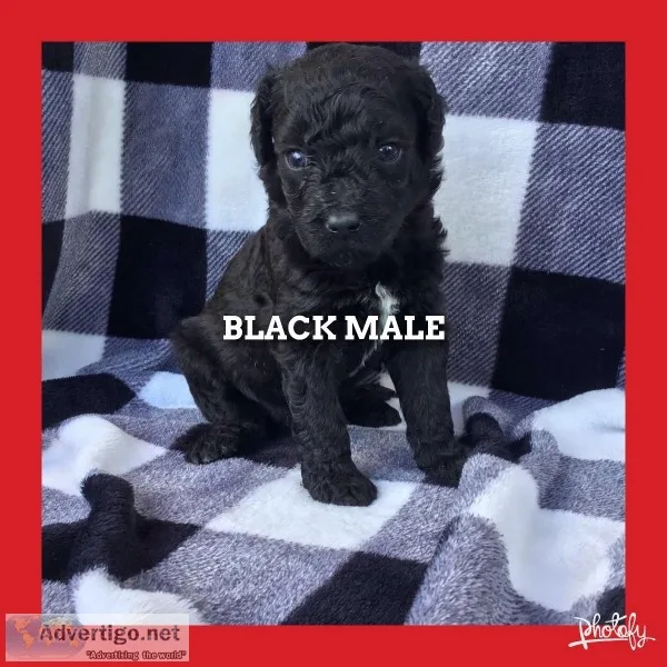 F1b Labradoodle Puppies
