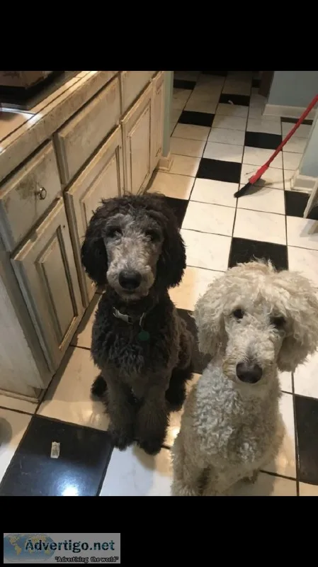 Standard poodles