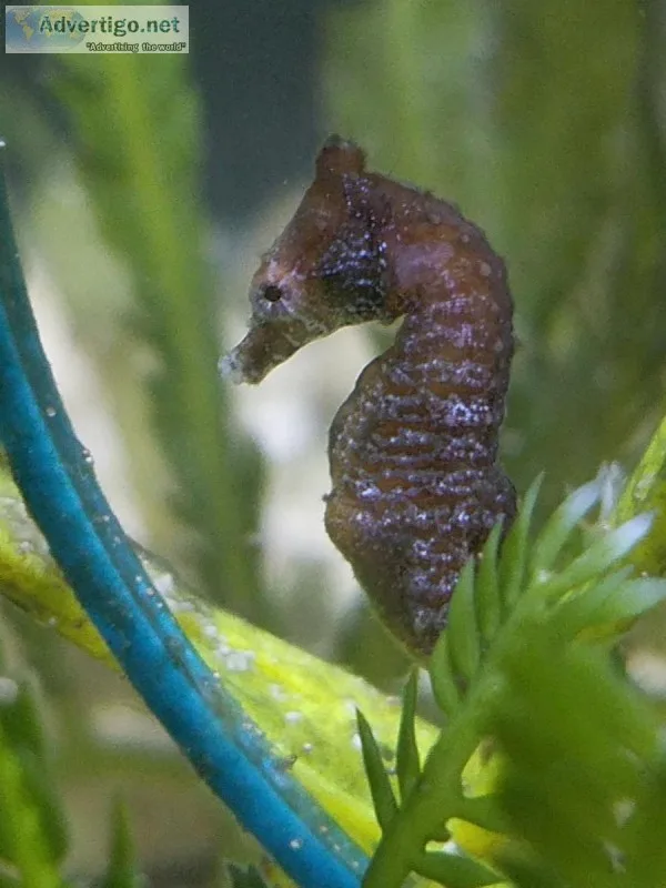 Dwarf seahorses