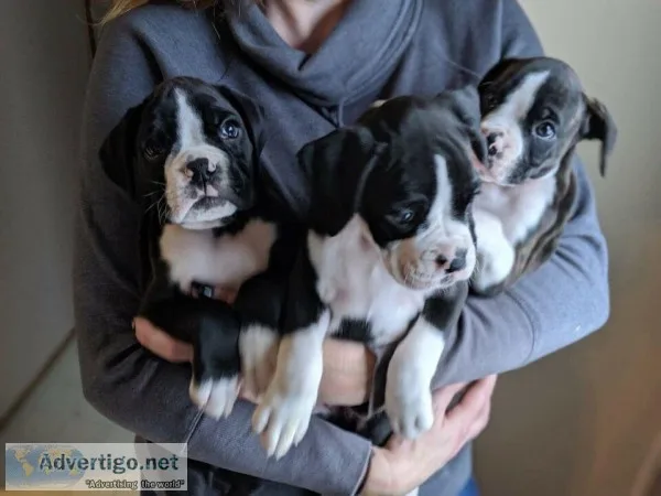 Purebred BOXERS 