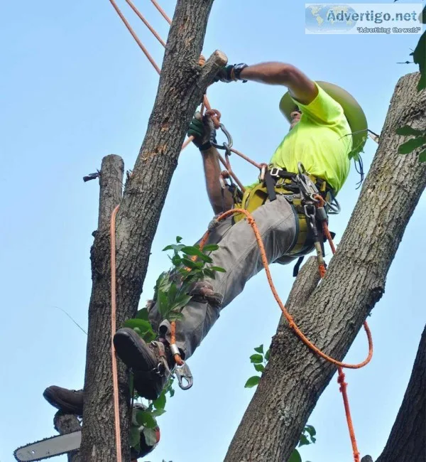 Trusted Tree Service in Manhattan