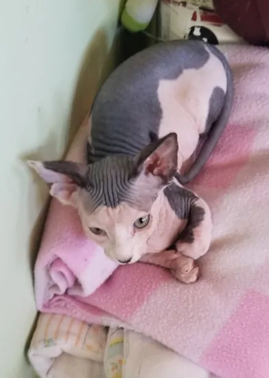 Sphynx kittens