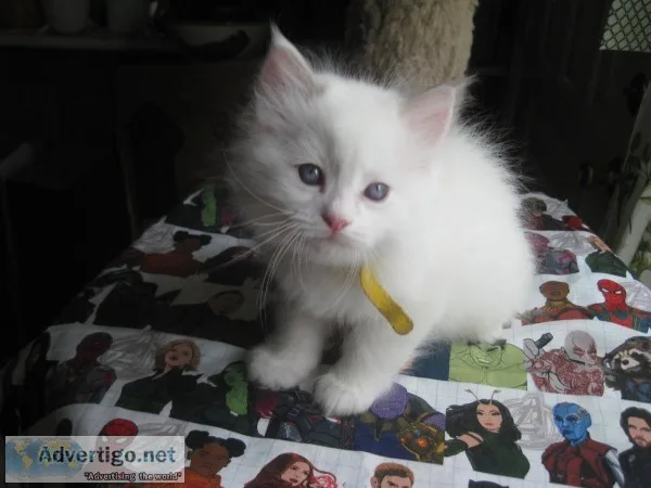 Ragdoll kitten