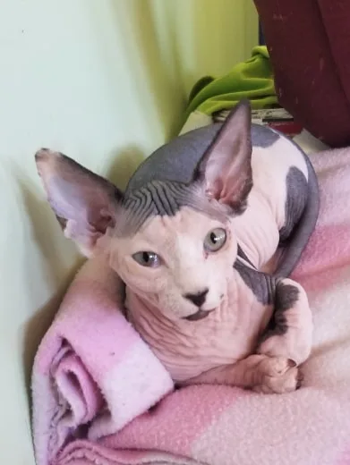 Sphynx kittens