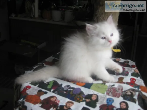 Ragdoll kitten
