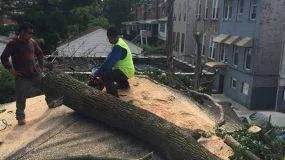 Hire Best Tree Removal Service in Bronx