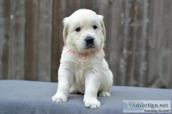 Golden Retriever Puppies