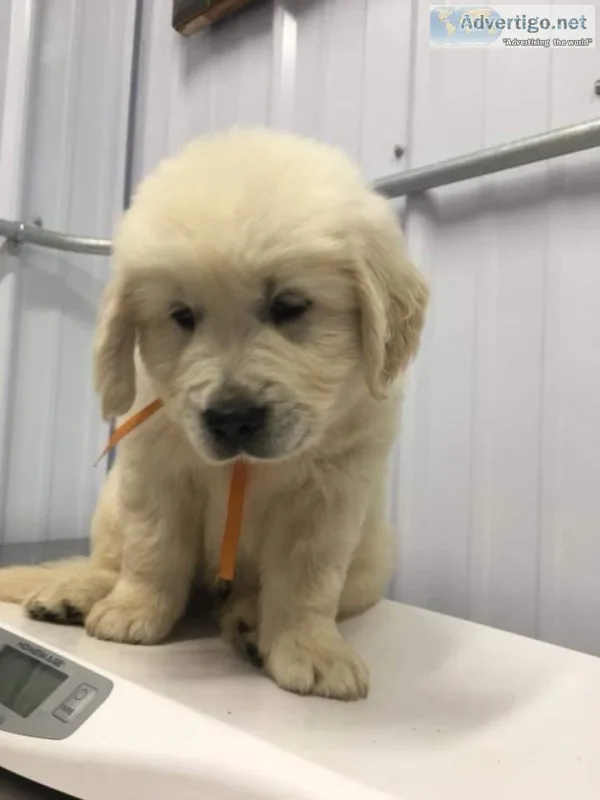 Golden retriever puppies