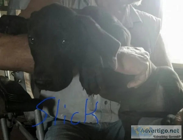 Akc great dane puppies