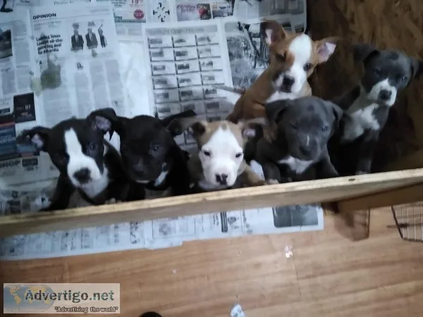 Puppies