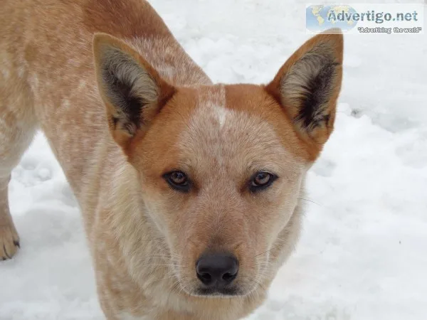 BLUERED HEELER PUPPIES