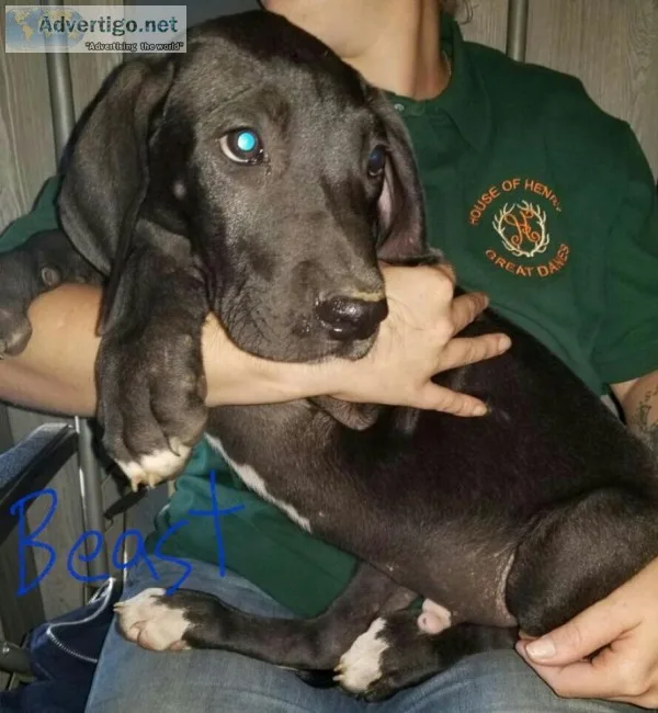 Akc great dane puppies