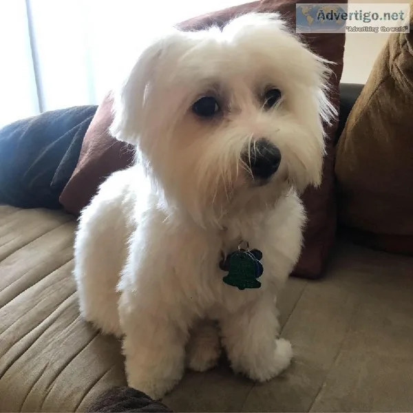 Coton De Tulear Puppy