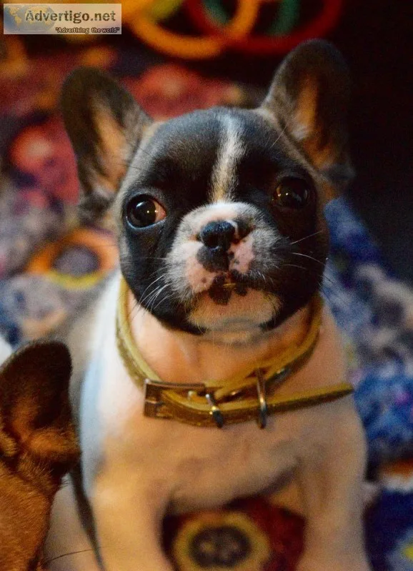 AKC French Bulldogs