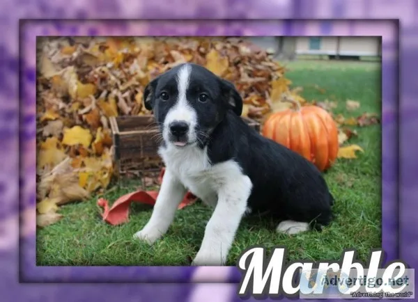 Marble Female Australian Cur Mix