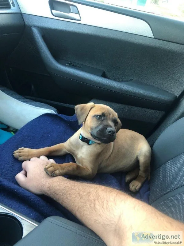 Black mouth cur