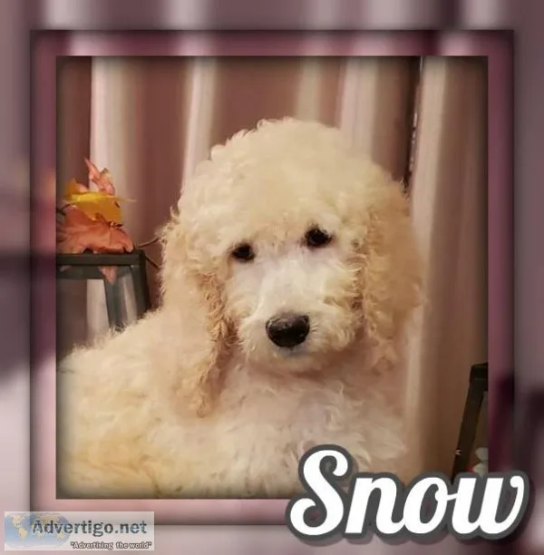 Snow Female Standard Poodle