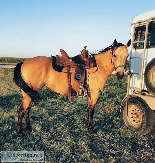 9 years old ranch horse  Winning Buckskin Quarter Horse