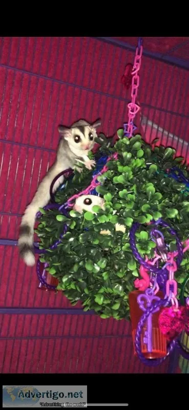 Sugar gliders