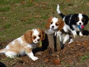 Snuggles - Male Cavalier King Charles Spaniel
