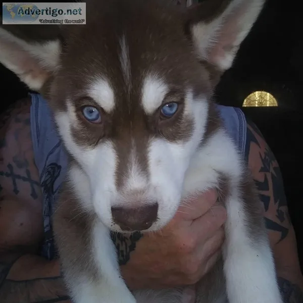Siberian Husky Puppies
