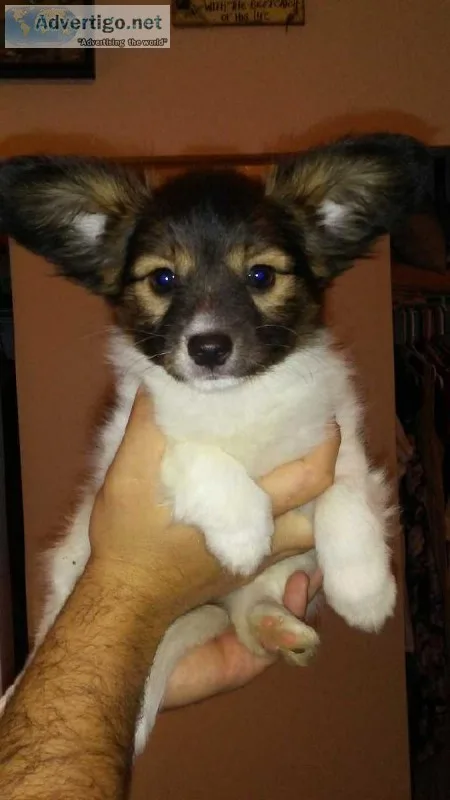 Purebred Papillon Puppies for sale
